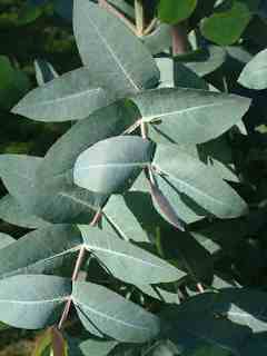 Green Eucalyptus Nitens Tree Herb Seeds for Planting – Heirloom, Non-GMO, Organic Garden Seeds with High Germination