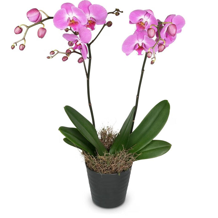 Pink Phalaenopsis Orchid Flower Seeds for Planting – Fragrant Blossoms, Heirloom & Non-GMO Home Garden
