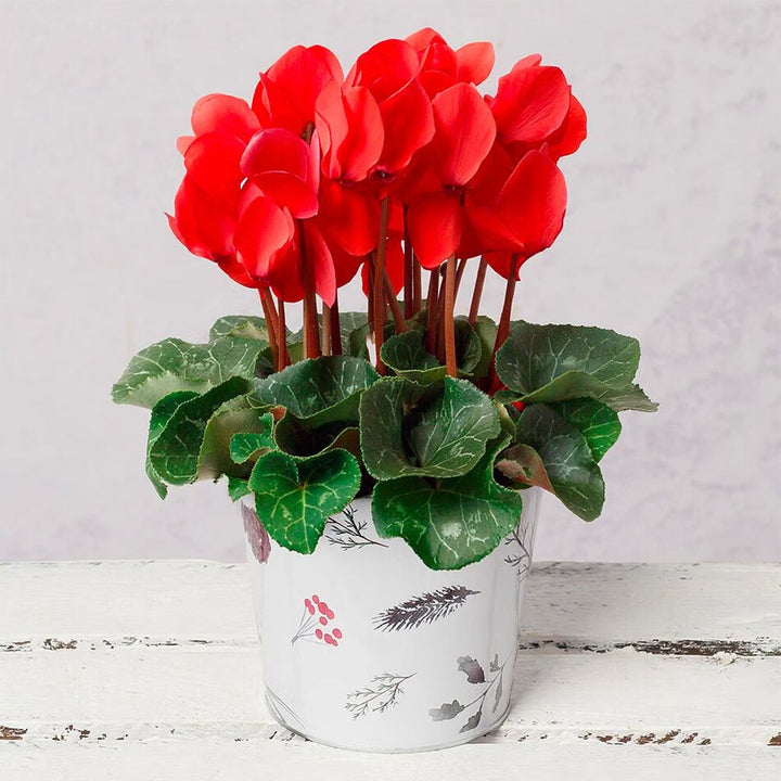 Red Cyclamen Flower Seeds for Planting – Heirloom Non-GMO Seeds, High Germination Organic Garden Seeds