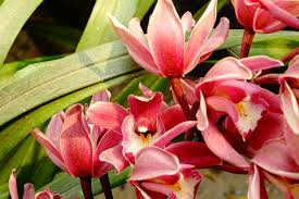 Red Cymbidium Flower Seeds for Planting | Heirloom Non-GMO Organic Garden Seeds | Drought Tolerant, 100pcs
