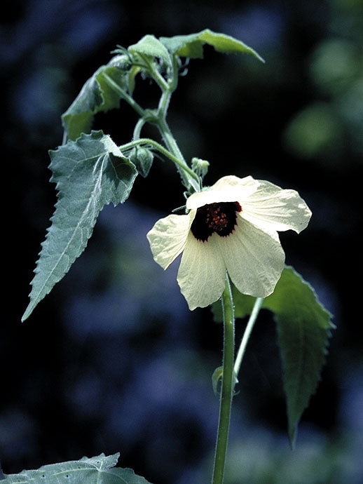 Hibiscus Vitifolius Flower Seeds for Planting – Heirloom, Non-GMO, High Germination Organic Garden Seeds