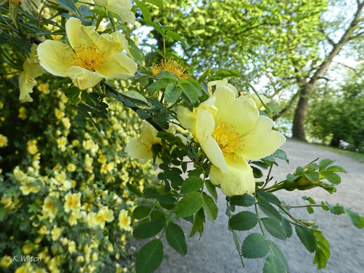 Yellow Hugo Rose Flower Seeds for Planting – Heirloom, Non-GMO, Vibrant Colors, High Germination