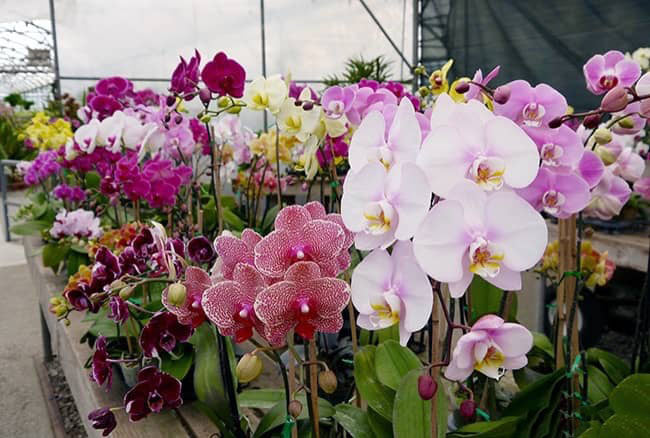 Mixed Phalaenopsis Flower Seeds for Planting – Easy to Grow, Heirloom, Non-GMO, High Germination Organic Garden Seeds