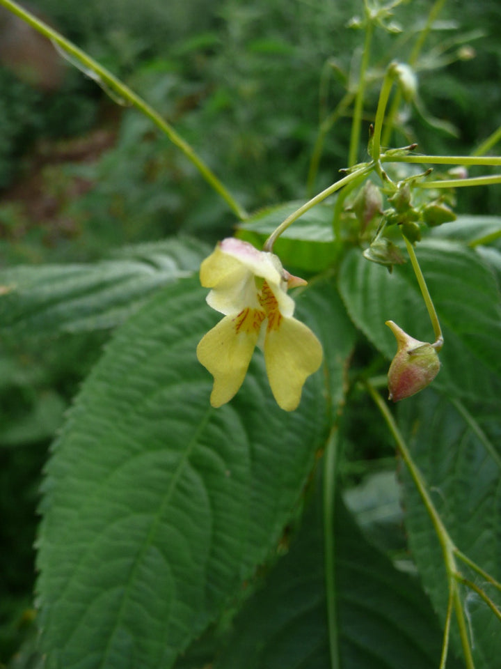 Yellow Balsam Flower Seeds – Hardy Variety, Heirloom & Non-GMO Seeds for Home Garden