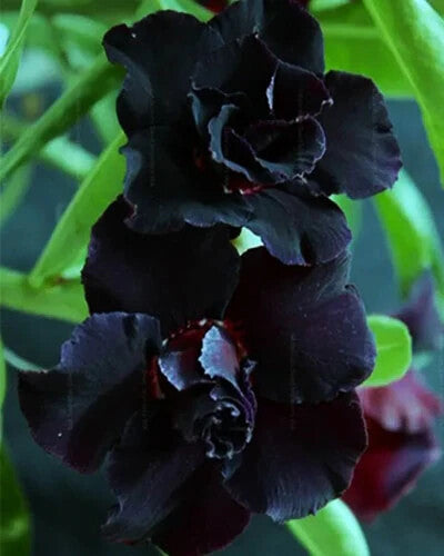 Black Adenium Flower Seeds for Planting – Heirloom Non-GMO, High Germination Organic Garden Seeds