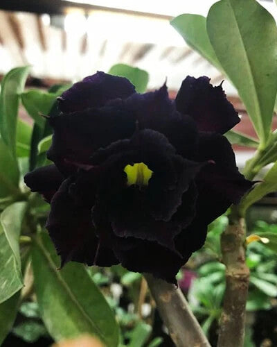 Black Adenium Flower Seeds for Planting – Heirloom Non-GMO, High Germination Organic Garden Seeds