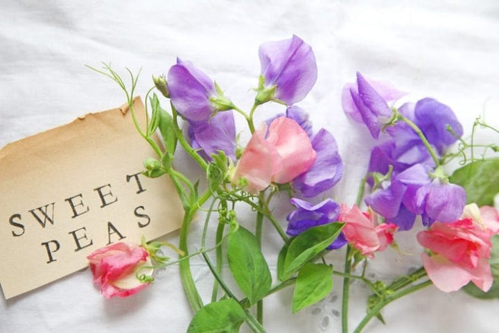 Sweet Pea Flower Seeds for Planting – Heirloom, Non-GMO, High Germination Garden Seeds