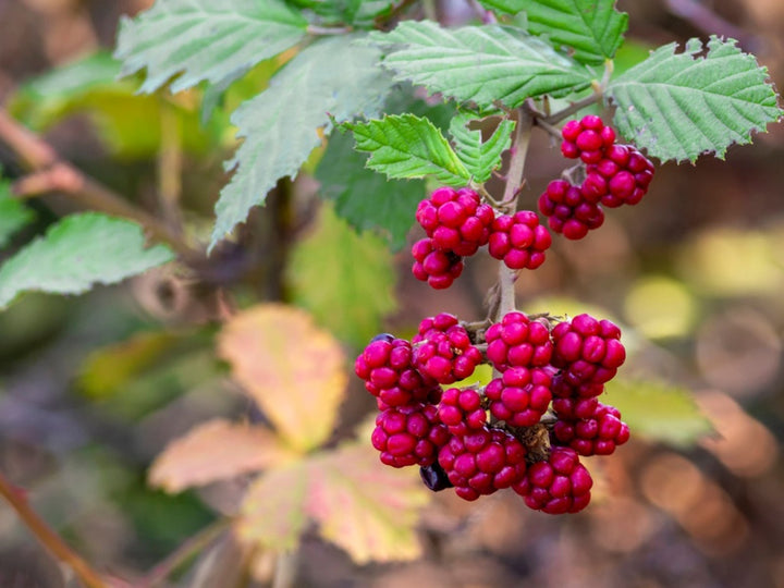 Dewberry Fruit Seeds – Heirloom, Non-GMO Seeds for Easy-to-Grow Juicy Berry Vine Planting