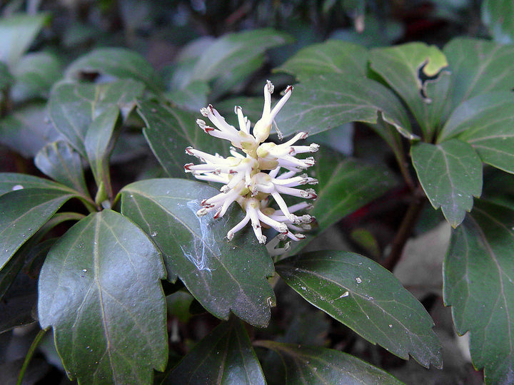 Pachysandra Flower Seeds for Planting | Heirloom Non-GMO High Germination Organic Garden Seeds