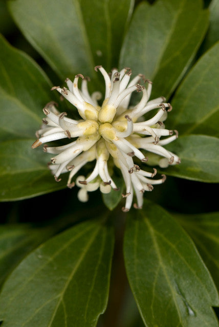 Pachysandra Flower Seeds for Planting | Heirloom Non-GMO High Germination Organic Garden Seeds