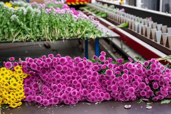 Dutch Chrysanthemum Flower Seeds for Planting – Heirloom, Non-GMO, Organic Garden Seeds, High Germination