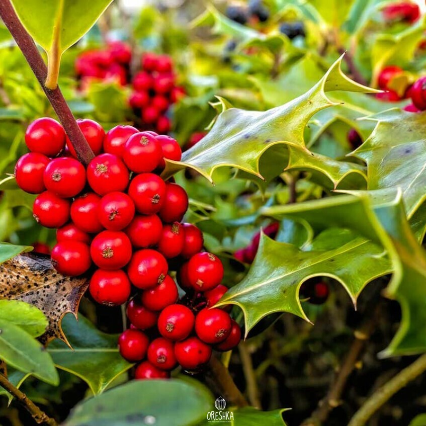 Ilex Aquifolium English Holly Plant Seeds – Heirloom, Non-GMO Seeds for Bonsai or Ornamental Garden Planting