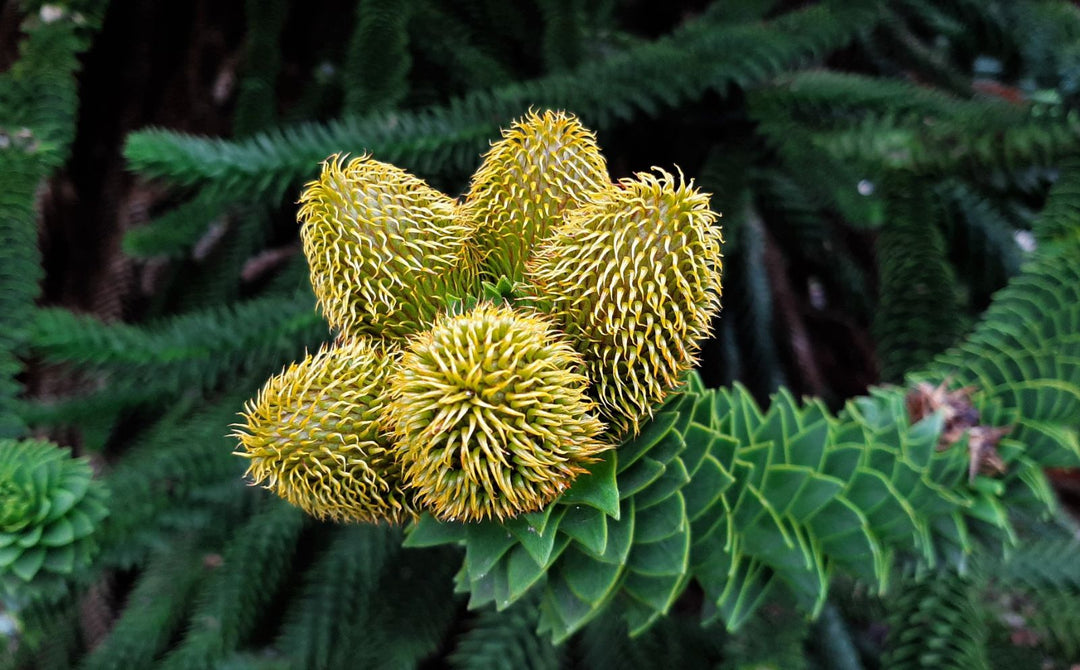Araucaria Flower Seeds for Planting – Heirloom, Non-GMO, Shade Tolerant Garden Seeds