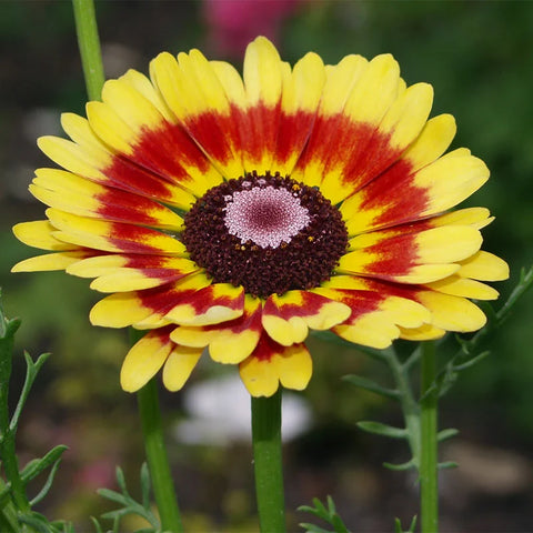 Flower Seeds, Seeds,Seeds For Planting,Plant Seeds