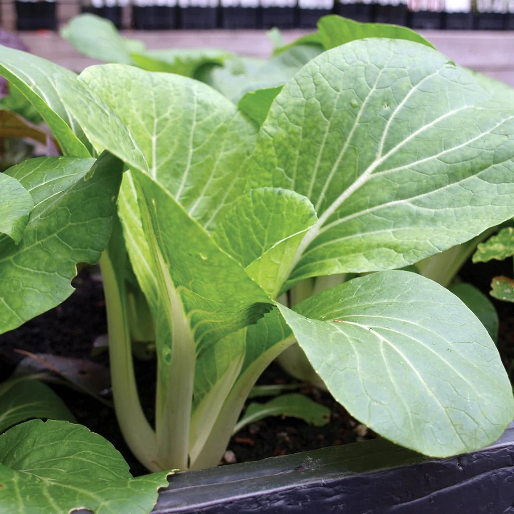Dwarf Pak Choi Vegetable Seeds for Planting – Heirloom, Non-GMO Vegetable Seeds