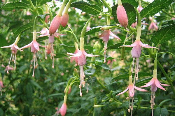 Light Pink Fuchsias Flower Seeds for Planting – Heirloom, Non-GMO, High Germination Organic Garden Seeds