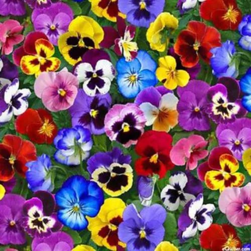 Mixed Colors Pansy Flower Seeds for Planting – Sun Loving Heirloom Non-GMO, High Germination Organic Garden Seeds