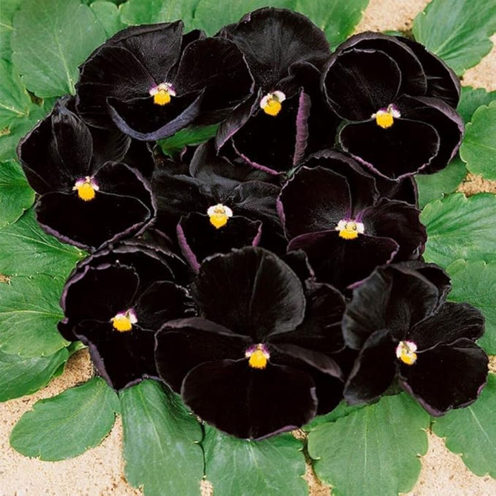 Black Pansy Flower Seeds for Planting – Shade Tolerant, Heirloom & Non-GMO Organic Garden Seeds