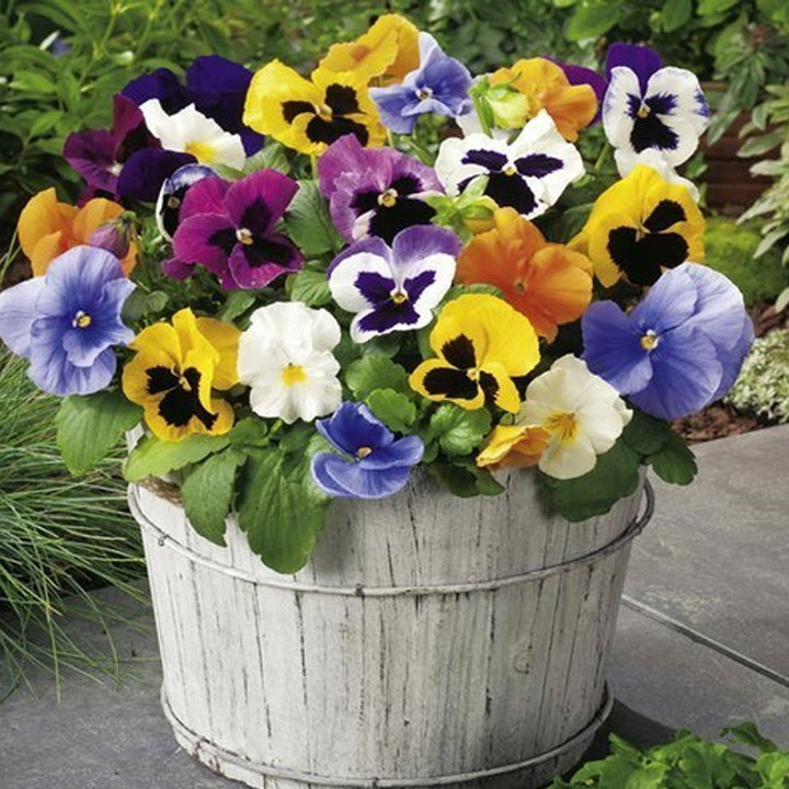 Tricolor Pansy Flower Seeds for Planting – Heirloom Non-GMO, High Germination Organic Garden Seeds