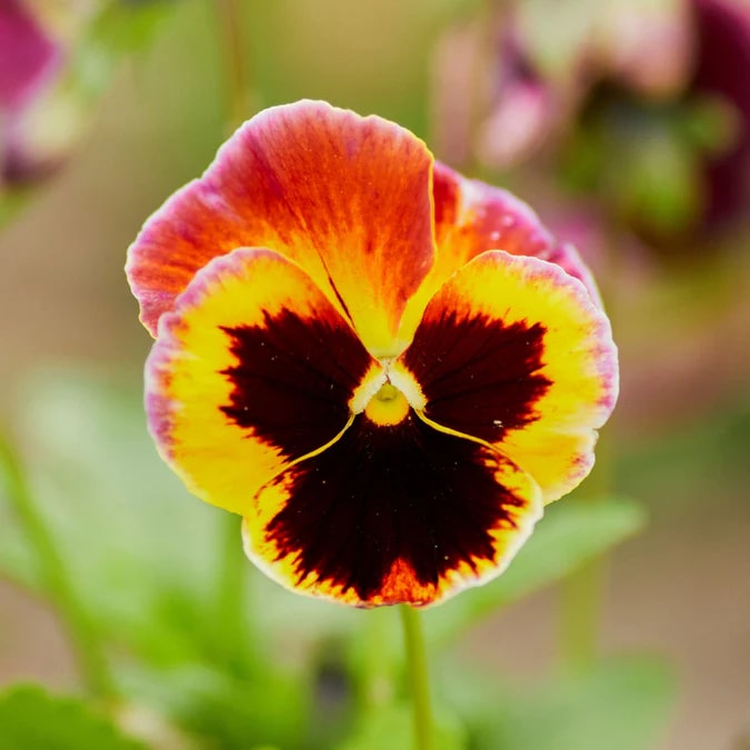 Red Mix Pansy Flower Seeds for Planting – Heirloom, Non-GMO, High Germination Garden Seeds