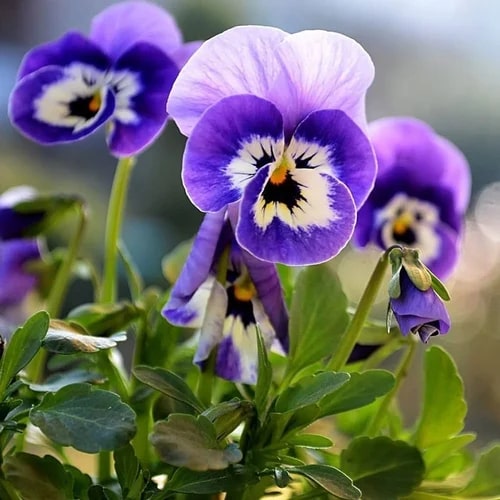 Blue Purple Pansy Flower Seeds for Planting – Heirloom, Non-GMO, High Germination Organic Garden Seeds
