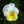 Flower Seeds, Seeds,Seeds For Planting,Plant Seeds