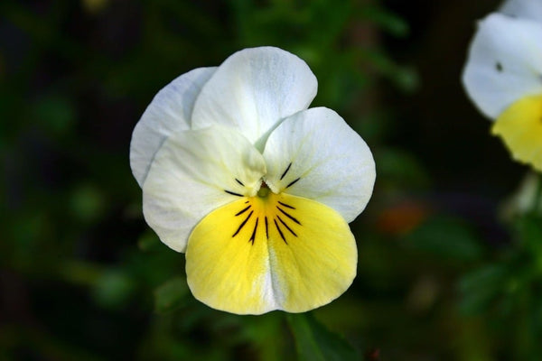 Flower Seeds, Seeds,Seeds For Planting,Plant Seeds