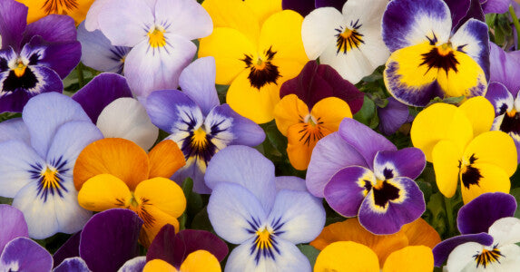 Tricolor Pansy Flower Seeds for Planting – Heirloom Non-GMO, High Germination Organic Garden Seeds