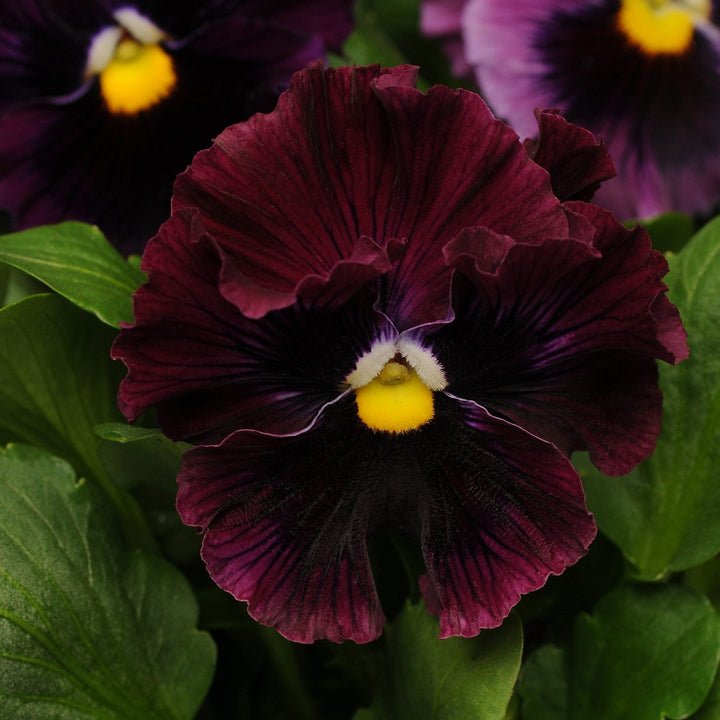 Flower Seeds, Seeds,Seeds For Planting,Plant Seeds