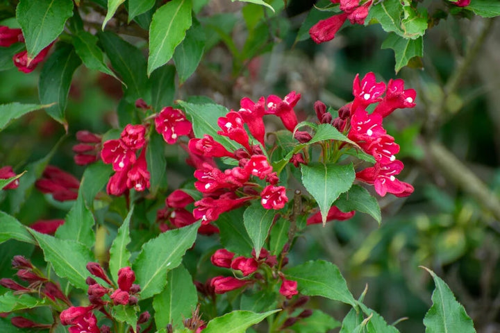 Red Weigela Flower Seeds for Planting – Heirloom Non-GMO, High Germination Organic Garden Seeds