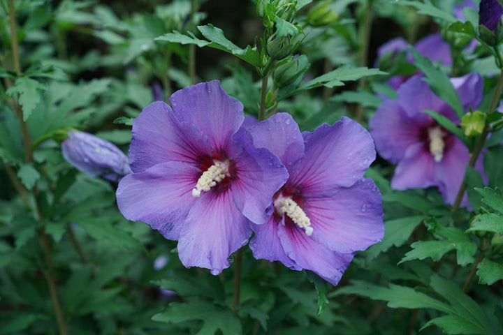 Sharon Hibiscus Flower Seeds for Planting – Heirloom, Non-GMO, High Germination Organic Garden Seeds
