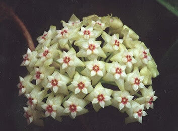 Green White Hoya Flower Seeds for Planting – Heirloom Non-GMO, High Germination Organic Garden Seeds