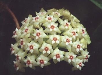 Green White Hoya Flower Seeds for Planting – Heirloom, Non-GMO, High Germination Organic Garden Seeds