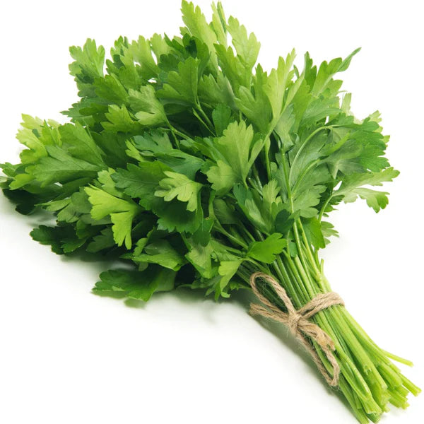 Parsley Flower Seeds – Heirloom Non-GMO for Cottage Garden Planting