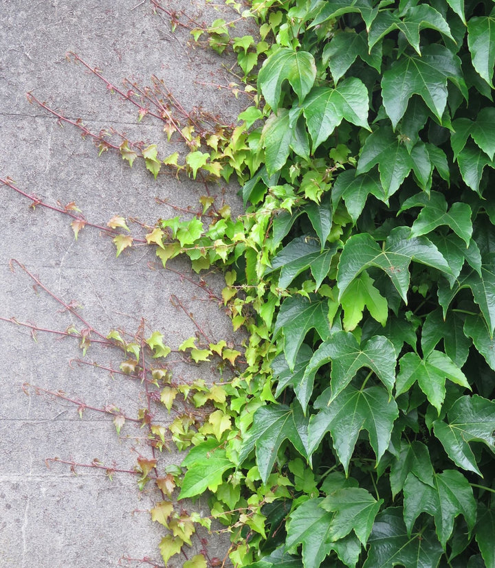 Flower Seeds, Seeds,Seeds For Planting,Plant Seeds
