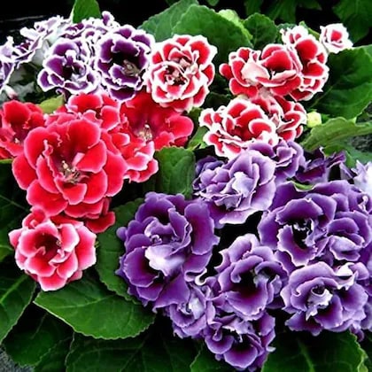 Multi Gloxinia Flower Seeds for Planting – Heirloom Non-GMO Seeds, High Germination, Organic Garden Seeds