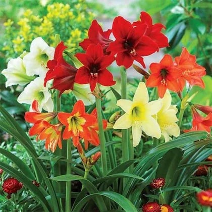 Mixed Amaryllis Flower seeds for Planting - Fragrant Blossoms, Heirloom &amp; GMO Free Seeds for Home Garden, Non-GMO High Germination