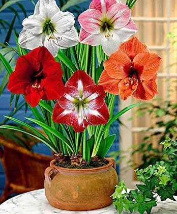 Amaryllis Barbados Mixed Colour Flower Seeds for Planting – Heirloom, Non-GMO, High Germination Organic Garden Seeds