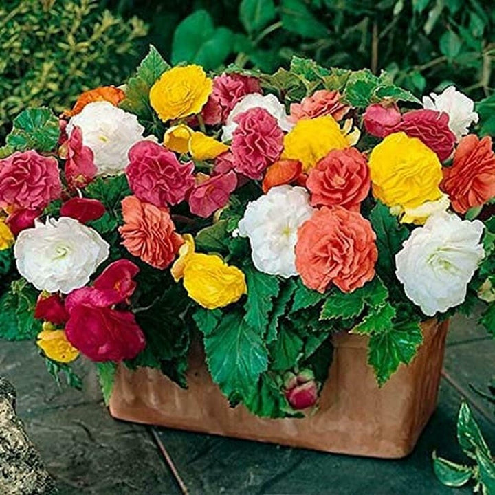 Begonia Semi-Trailing Flower Seeds for Planting – Heirloom, Non-GMO, Easy to Grow, High Germination