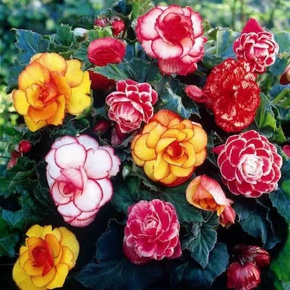 Begonia Flower Seeds for Planting – Heirloom Non-GMO Seeds for Home Garden