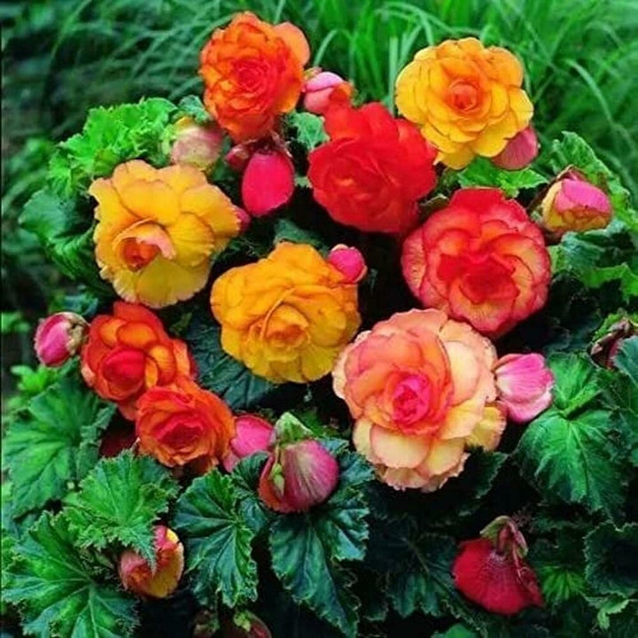 Begonia Flower Seeds for Planting – Heirloom Non-GMO Seeds for Home Garden