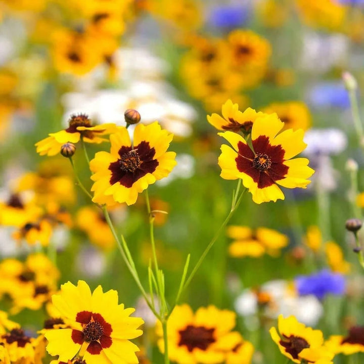 Coreopsis Flower Seeds for Planting – Wildflower Mix Heirloom Non-GMO Seeds for Home Garden