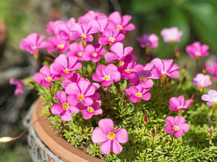 Oxalis Flower Seeds for Planting – Compact Growth, Heirloom, Non-GMO, High Germination Seeds