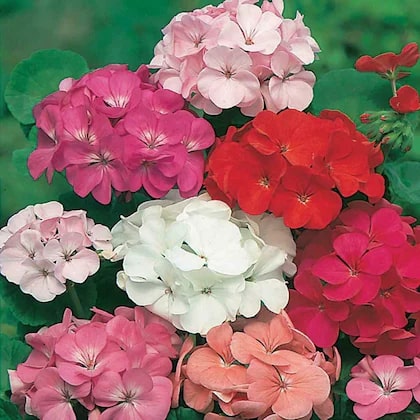 Multi Colour Geraniums Flower Seeds for Planting – Heirloom, Non-GMO, Long Bloom, High Germination