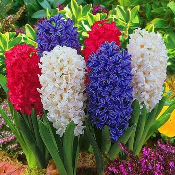 Hyacinth Flower Seeds for Planting – Heirloom Non-GMO, High Germination Organic Garden Seeds