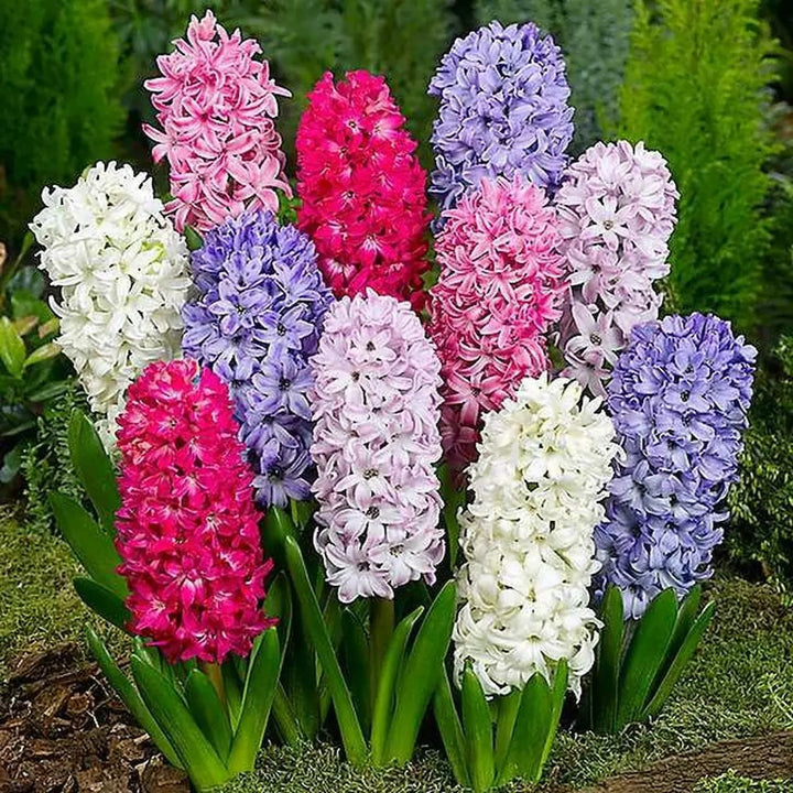 Hyacinth Flower Seeds for Planting – Heirloom Non-GMO Seeds, High Germination for Home Garden