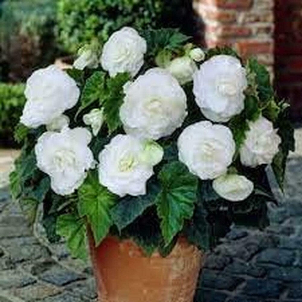 Begonia Double White Flower Seeds for Planting – Heirloom, Non-GMO, High Germination Organic Garden Seeds for Home Garden