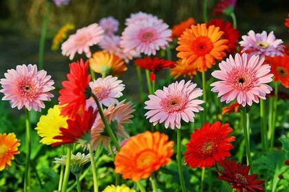 Gerbera Flower Seeds for Planting Mixed Colour – Heirloom, Non-GMO, High Germination Organic Garden Seeds
