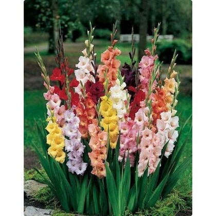 Gladiolus Flower Seeds for Planting, Mixed Colors – Fragrant Blossoms, Heirloom, Non-GMO, High Germination Organic Garden Seeds