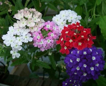 Verbena Chokecherry Flower seeds for Planting - Perfect for Borders, Heirloom & GMO Free Seeds for Home Garden, Non-GMO